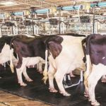 Making Milk Farmers Win, Against All Odds - Hatsun Agro