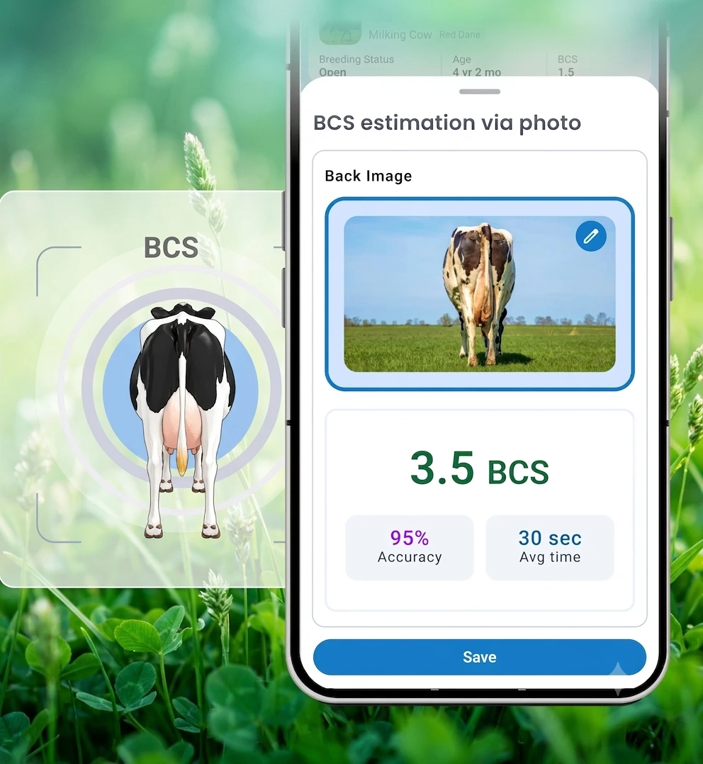 Nitara BCS estimating a cow&rsquo;s body condition score from a single photo